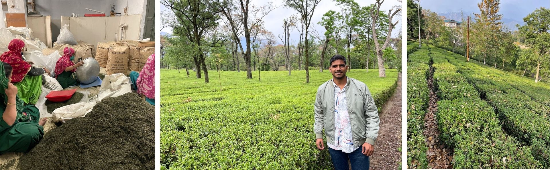 Kangra Green Tea 100g (50 Cups) - Pure Kangra Tea Himachal, Loose Green Tea, Single Region, High Grown, Antioxidants Rich, Woody Aroma, Best for Weight Loss & Heart Health | SVAMINGO