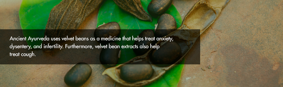 Mucuna Pruriens (Kapikachu) 100gm - Herbal Energy Booster and Helps to Reduce Stress and Anxiety