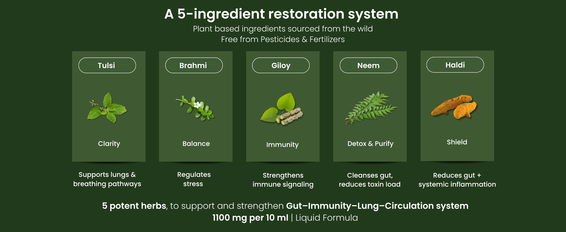 Immunity & Lung Detox | 5 Ayurvedic Herbs liquid | 500ml