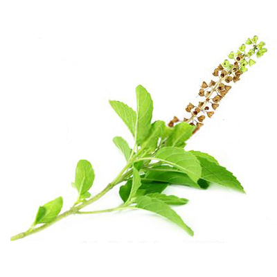 Tulsi/Holy Basil Leaves Dried (100 GMS)