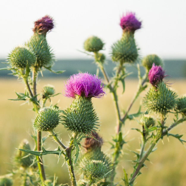 Carlyle Milk Thistle | 180 Capsules | with Dandelion & Yellow Dock