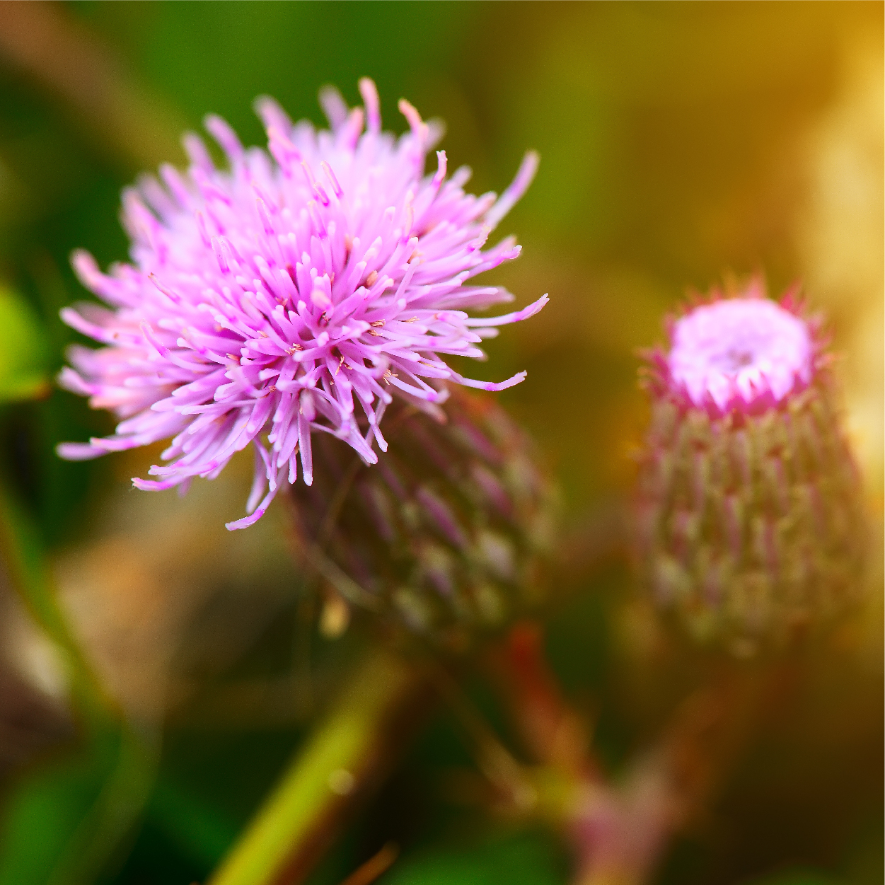 Carlyle Milk Thistle Supplement | 120 Capsules | High Potency Extract