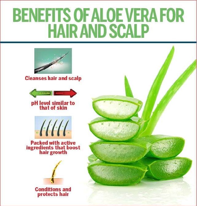 Freshly Harvested Green Organic Aloe Vera Leaf - Fresh Green Aloe Vera Leaf for Natural Wellness, Haircare, and Skincare - Extract Your Own 100% Pure and Chemical-Free Aloe Vera Gel - 1 Leaf