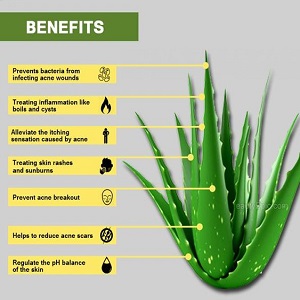 Freshly Harvested Green Organic Aloe Vera Leaf - Fresh Green Aloe Vera Leaf for Natural Wellness, Haircare, and Skincare - Extract Your Own 100% Pure and Chemical-Free Aloe Vera Gel - 1 Leaf