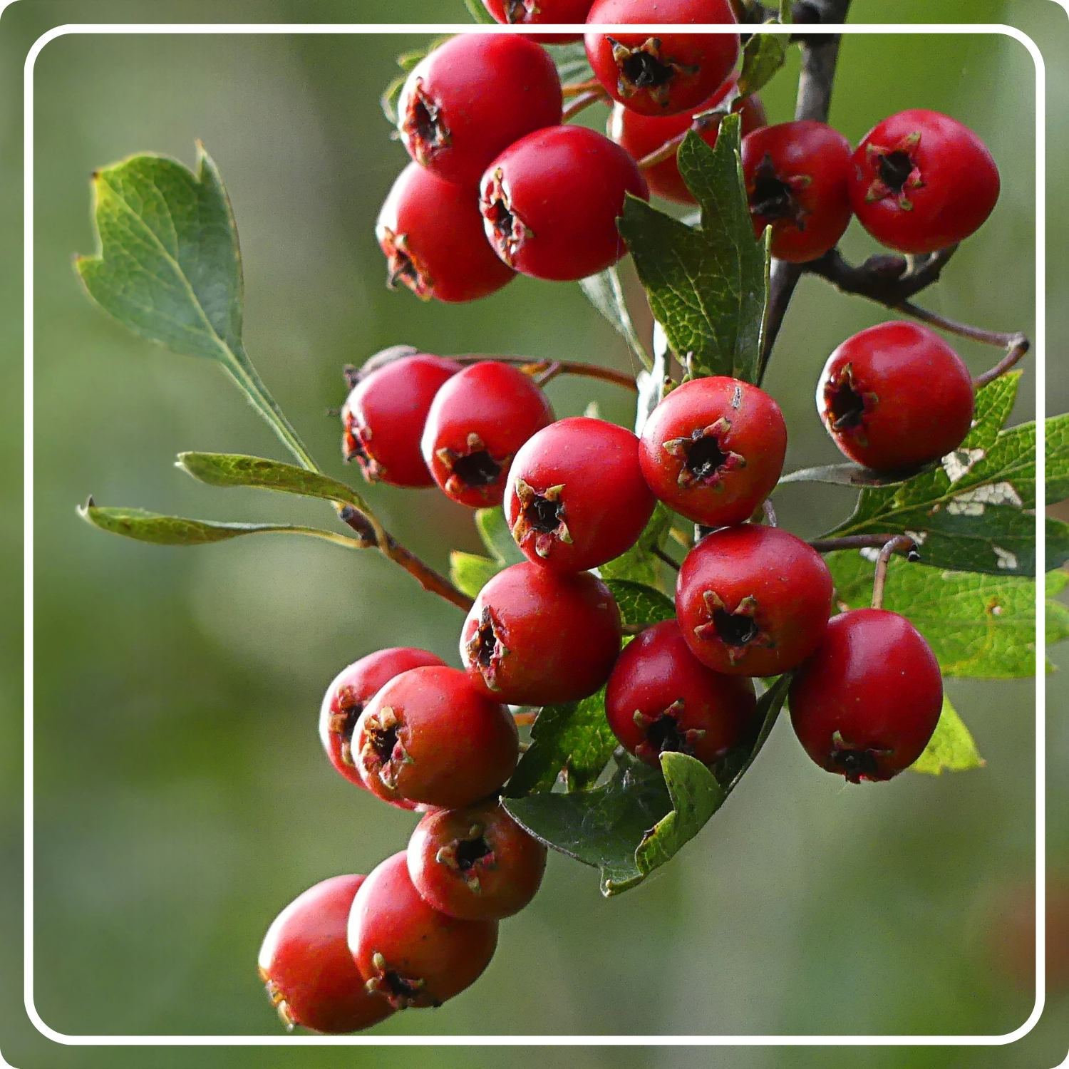 Berberine 1000 mg, Berberis Aristata Extract, Standardized to 97% Berberine