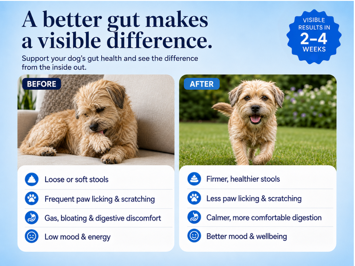 Dog Gut Health Supplement Powder | 6 Billion CFU Probiotics for Paw Licking, Loose Stools, Gas and Itching | with Prebiotics, Digestive Enzymes and Omega-3 | 300g, 30 Daily Scoops