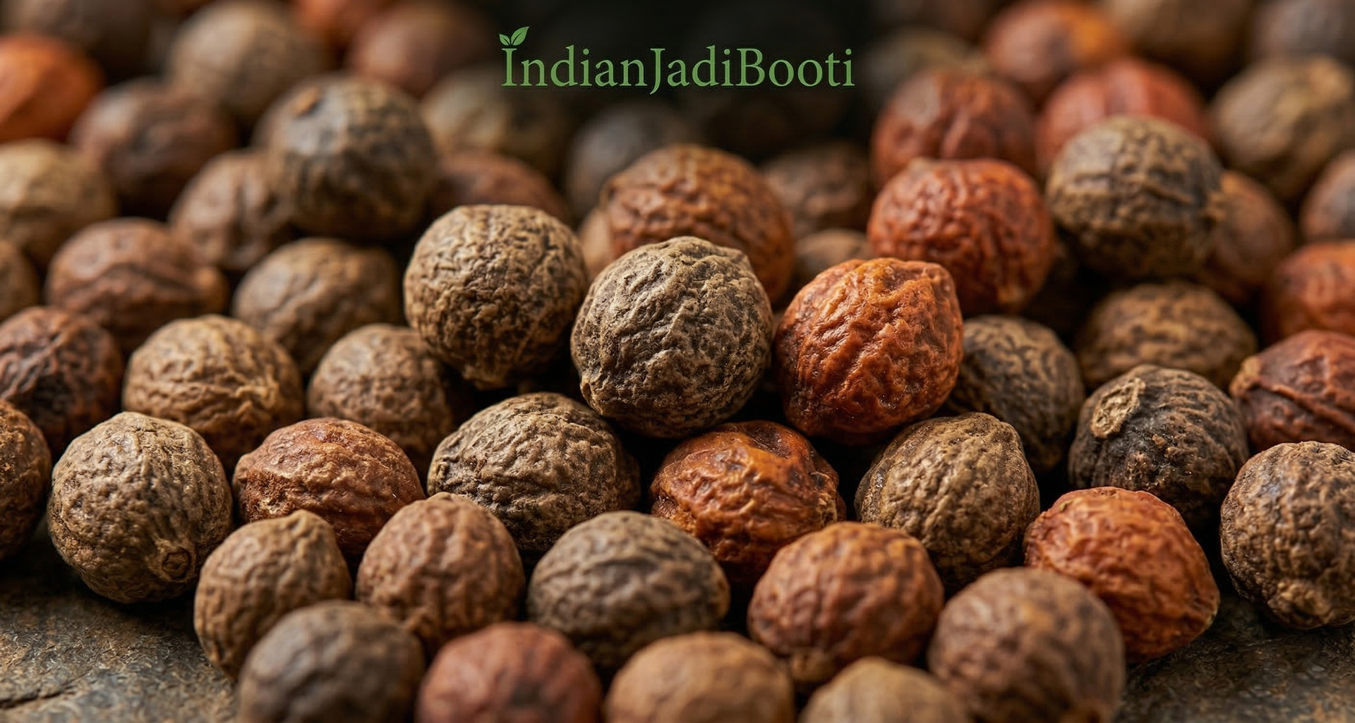 IndianJadiBooti Malkangni Beej - Jyotishmati Seeds - Celastrus paniculatus | Malkangani Seed | Stress Relief Good for Appetite (100 Grams pack)