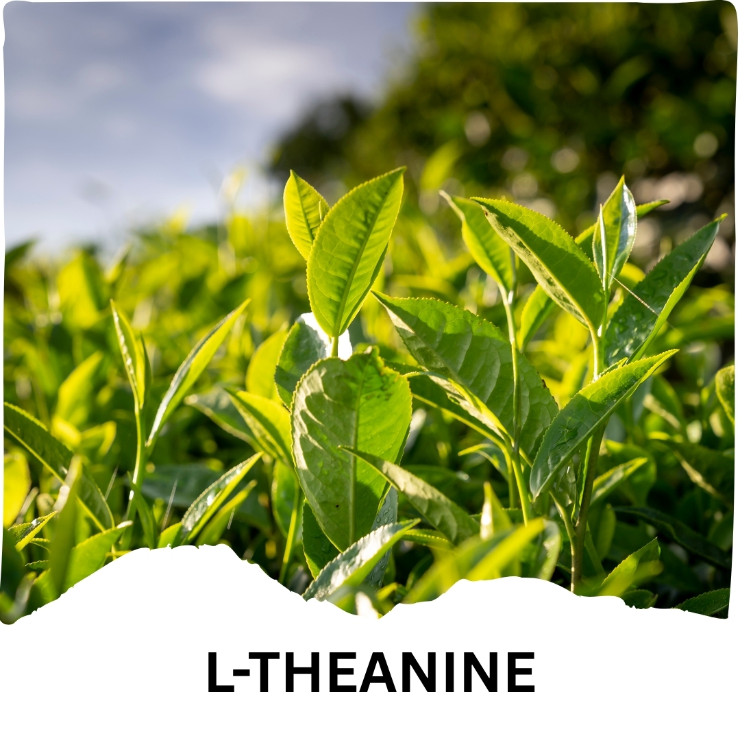 Humming Herbs L-Theanine with Ashwagandha, Chamomile, Magnesium, Vitamin B6, Vitamin B12 & Zinc | 912mg | 90 Veg Capsules | 8-in-1 Daily Nutrition Blend