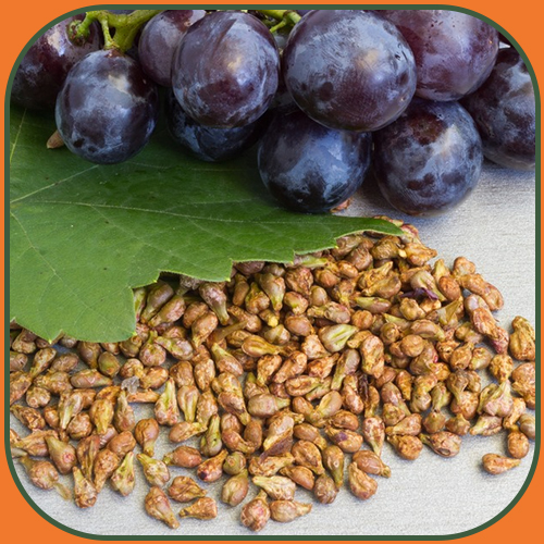 ERBZENERG� Grape seed 60 Capsules- (Pack of 1)