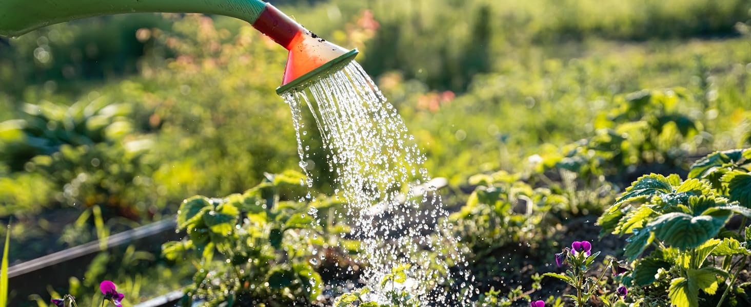 Willvine Honey Delight Hybrid Tomato 120 Seeds for Planting