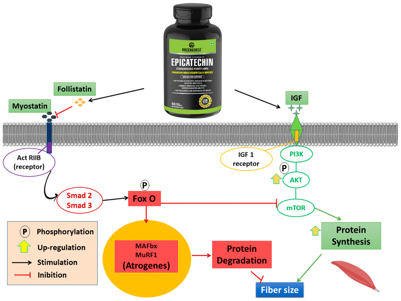 GREENDORSE EPICATECHIN- 99% Purity Workout Capsules | Lean Muscle Growth, Myostatin Inhibitor, Nitric Oxide Booster, Improved blood flow & cognitive functions | Lab tested- 60 Veg capsules