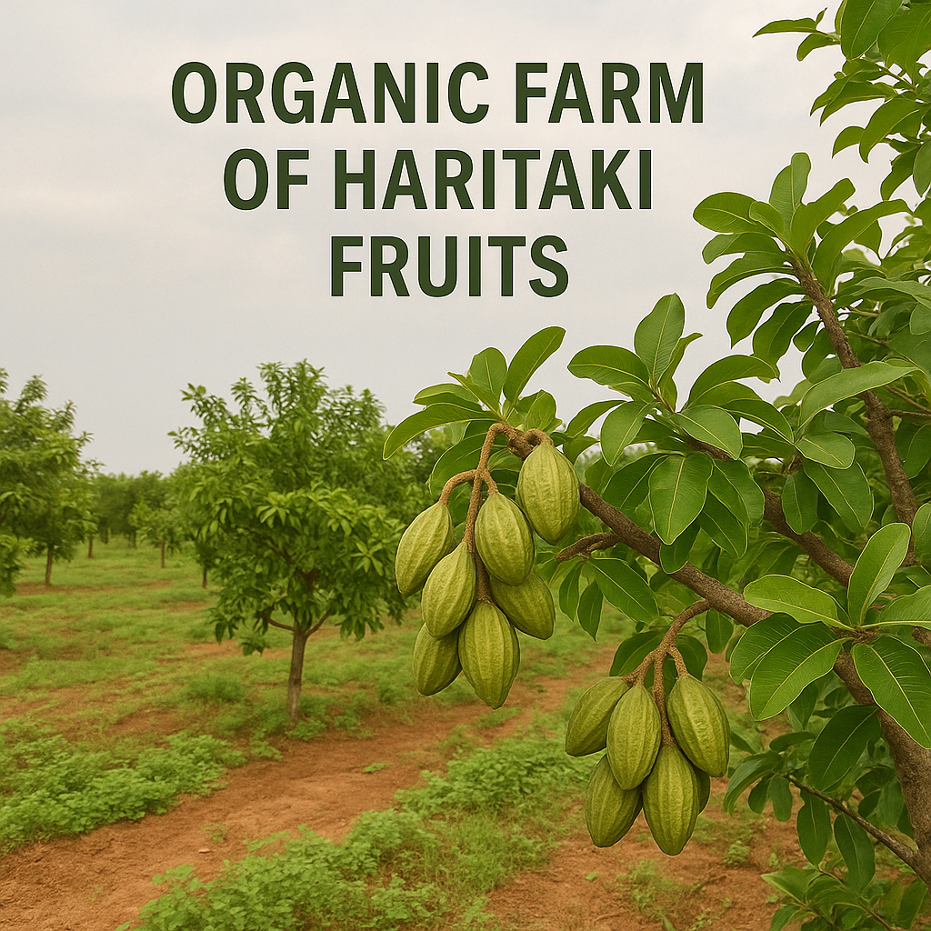 Pure Organio Organic Harad Powder | Haritaki Powder | Terminalia Chebula | Kadukkai Podi | Karakkaya Pudiyamu | 100% Natural & NPOP Indian Organic Certified | 100 Gm