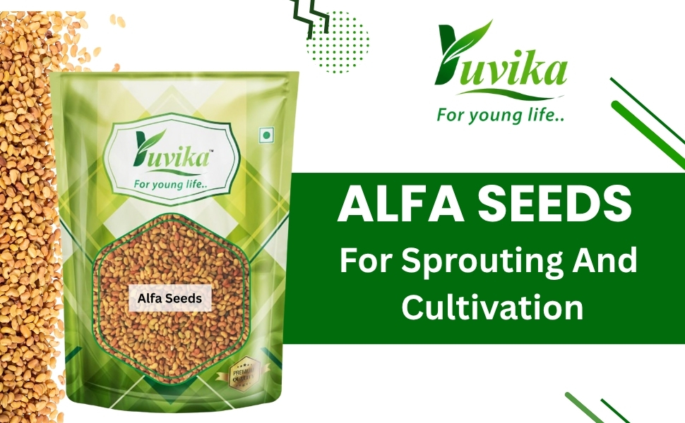Yuvika Herbs Alfa Seeds 100g | Alfalfa | Medicago Sativa | Lucerne Grass | Herbal Seeds