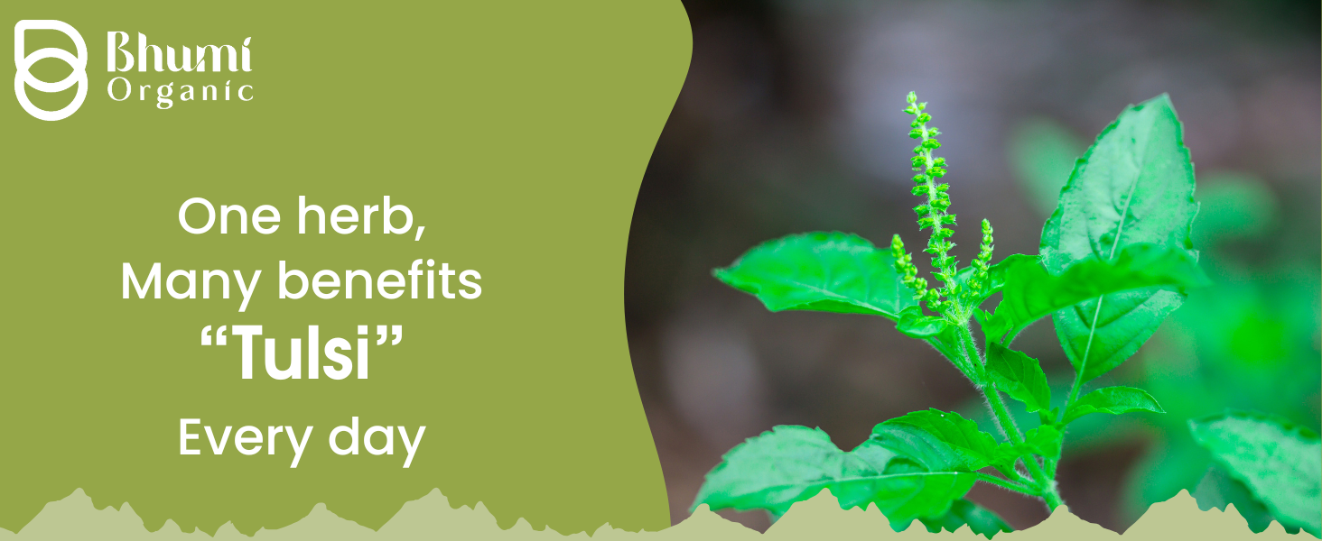Tulsi Leaves Powder (300g)