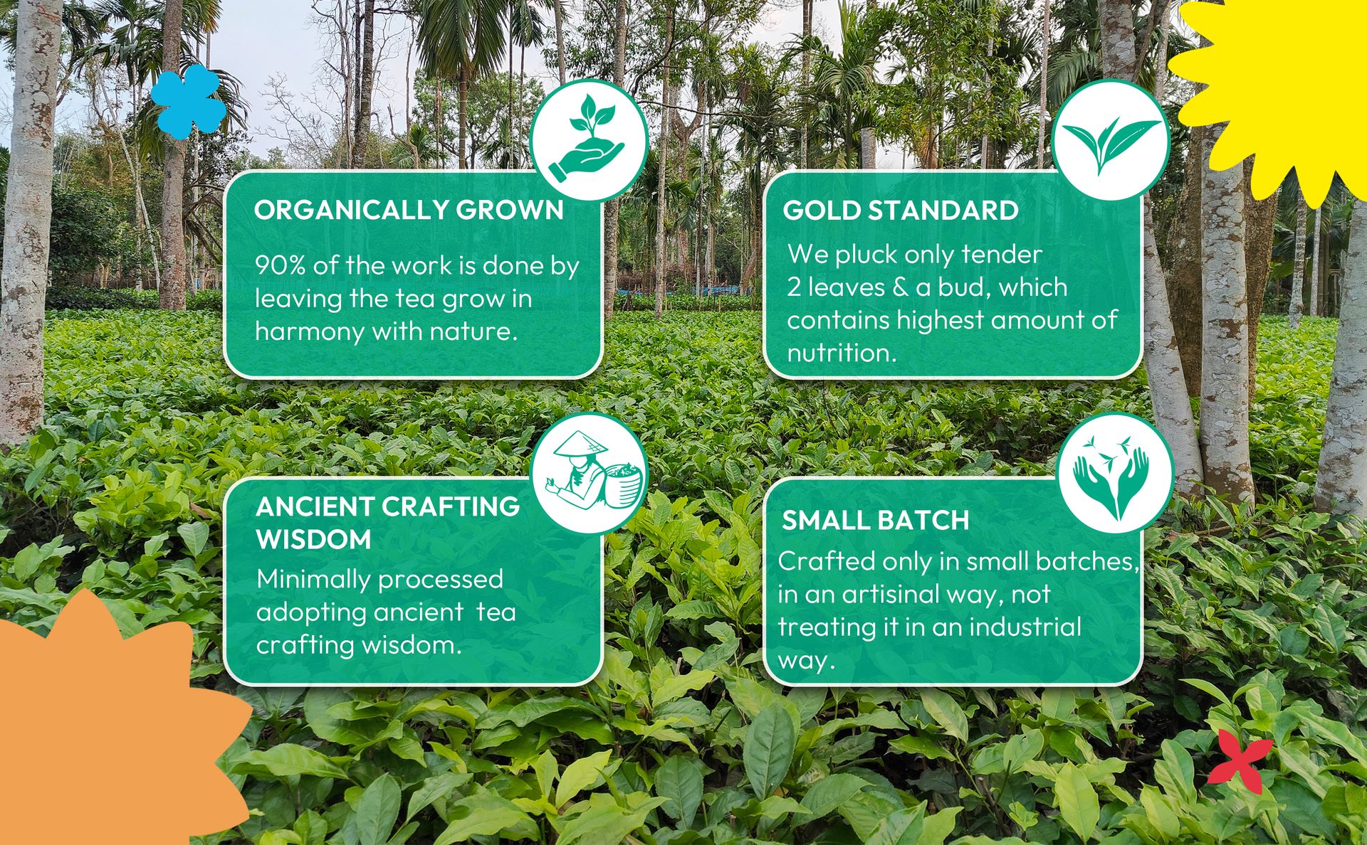 Woolah Rare Assam Strawberry Green Tea | Bagless Whole Leaf Green Tea Dips | Naturally Grown | Rich in Antioxidants | Refreshing Wellness Leaf | Plastic-Free Brewing (15 Dips / 30 Cups)