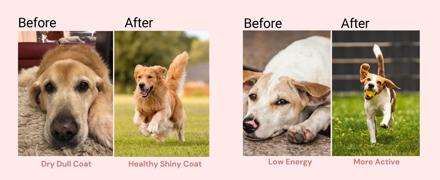 VITAM Paws® 200 ML, Multivitamin for Dogs and Cats with Minerals & Omega, Supports Skin, Heart, Brain Health & Immunity Growth, Daily Supplement Suitable for All Breeds & Sizes