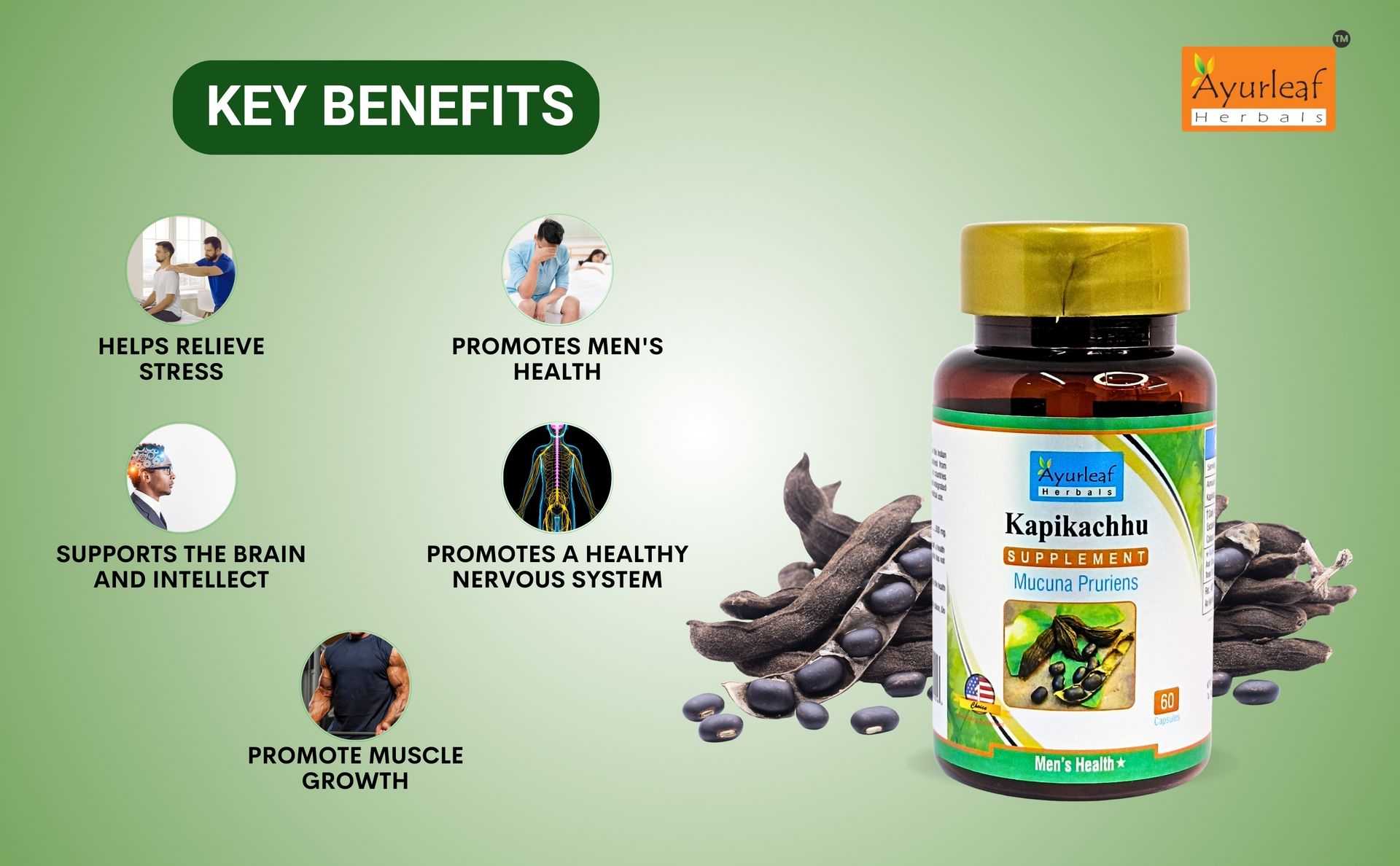 Ayurleaf Herbals Kapikachhu (Mucuna Pruriens) Capsules | Stress Reliever, Improves Brain & Nerve Function | 100% Natural Herb (Pack of 2, 120 Capsules)