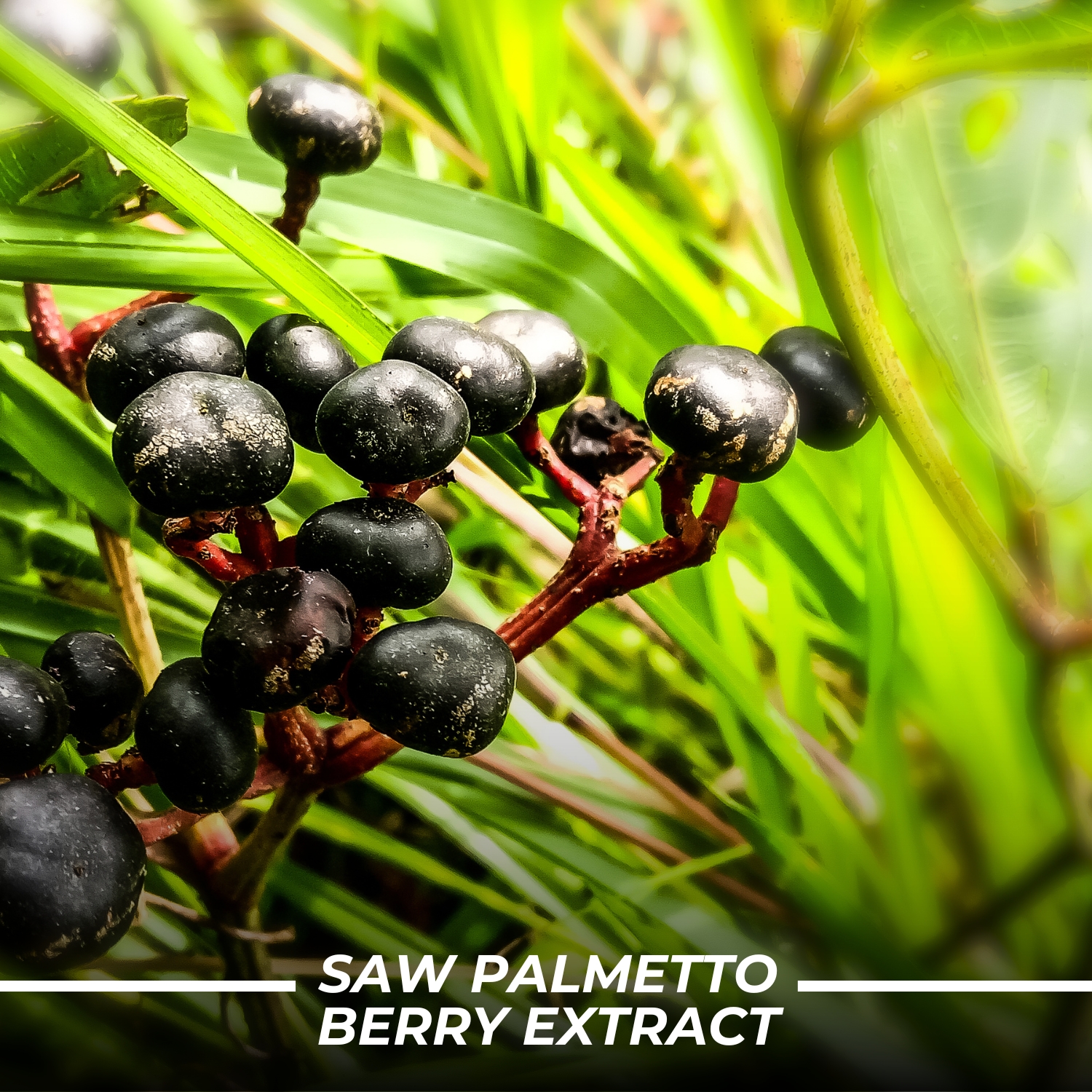 Humming Herbs Saw Palmetto Plus Prostate Support - Enhanced Formula with Quercetin, Turmeric, Pygeum, Vitamins E & B6, Zinc, Selenium for Men's Health