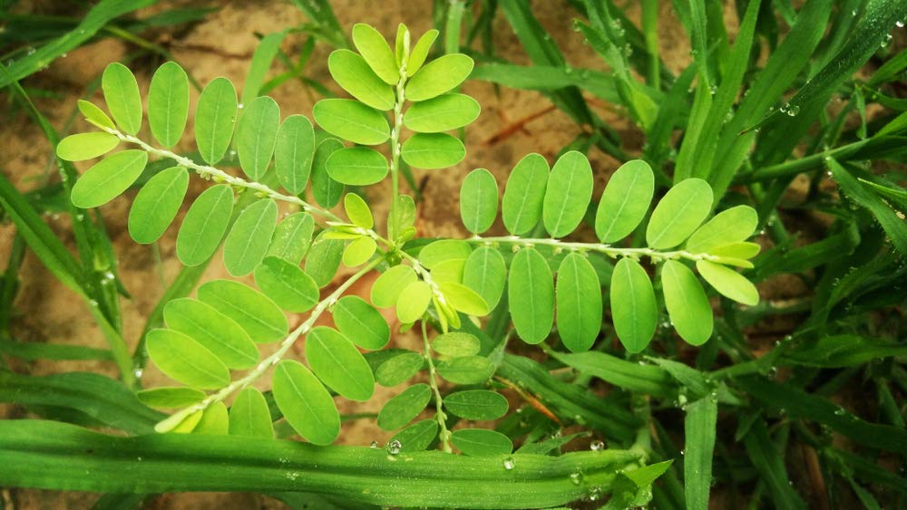 cedar-bear-chanca-piedra-phyllanthus-nir-3.jpg