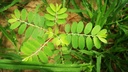 cedar-bear-chanca-piedra-phyllanthus-nir-3.jpg