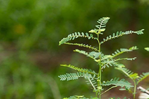 cedar-bear-chanca-piedra-phyllanthus-nir-5.jpg
