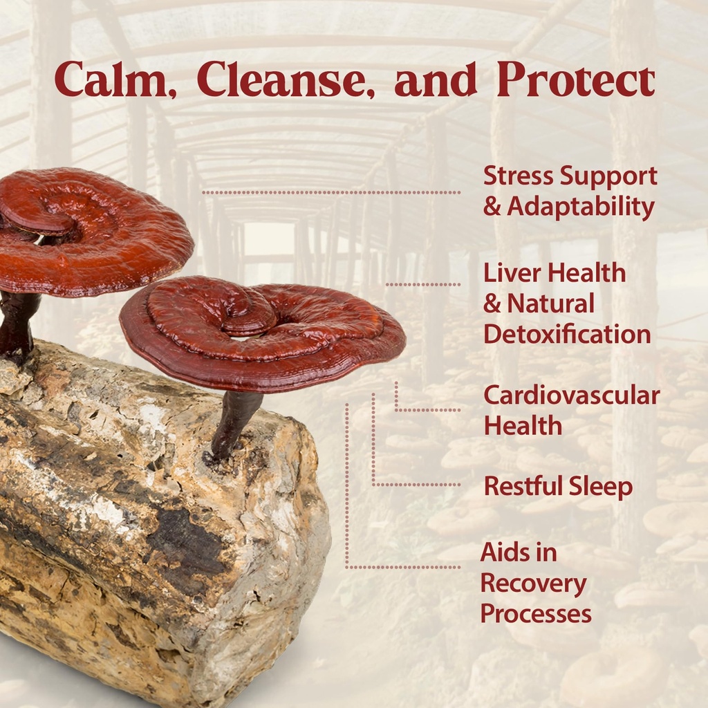 dragon-herbs-duanwood-reishi-drops-mushr-4.jpg