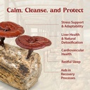 dragon-herbs-duanwood-reishi-drops-mushr-4.jpg