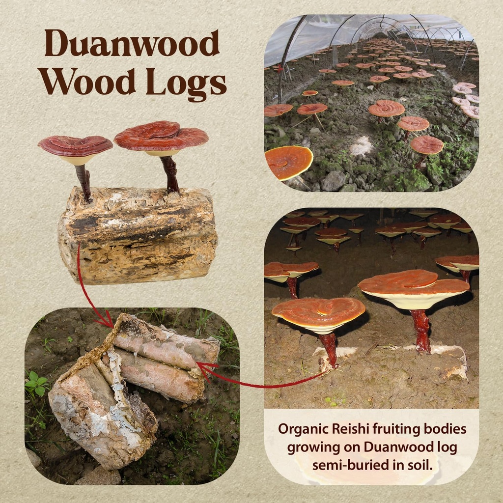 dragon-herbs-duanwood-reishi-drops-mushr-5.jpg