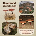 dragon-herbs-duanwood-reishi-drops-mushr-5.jpg