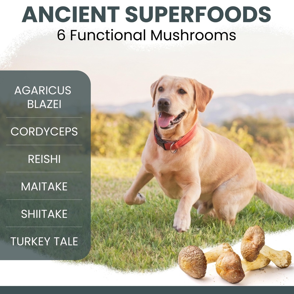 mushroom-supplement-for-dogs-with-organi-4.jpg