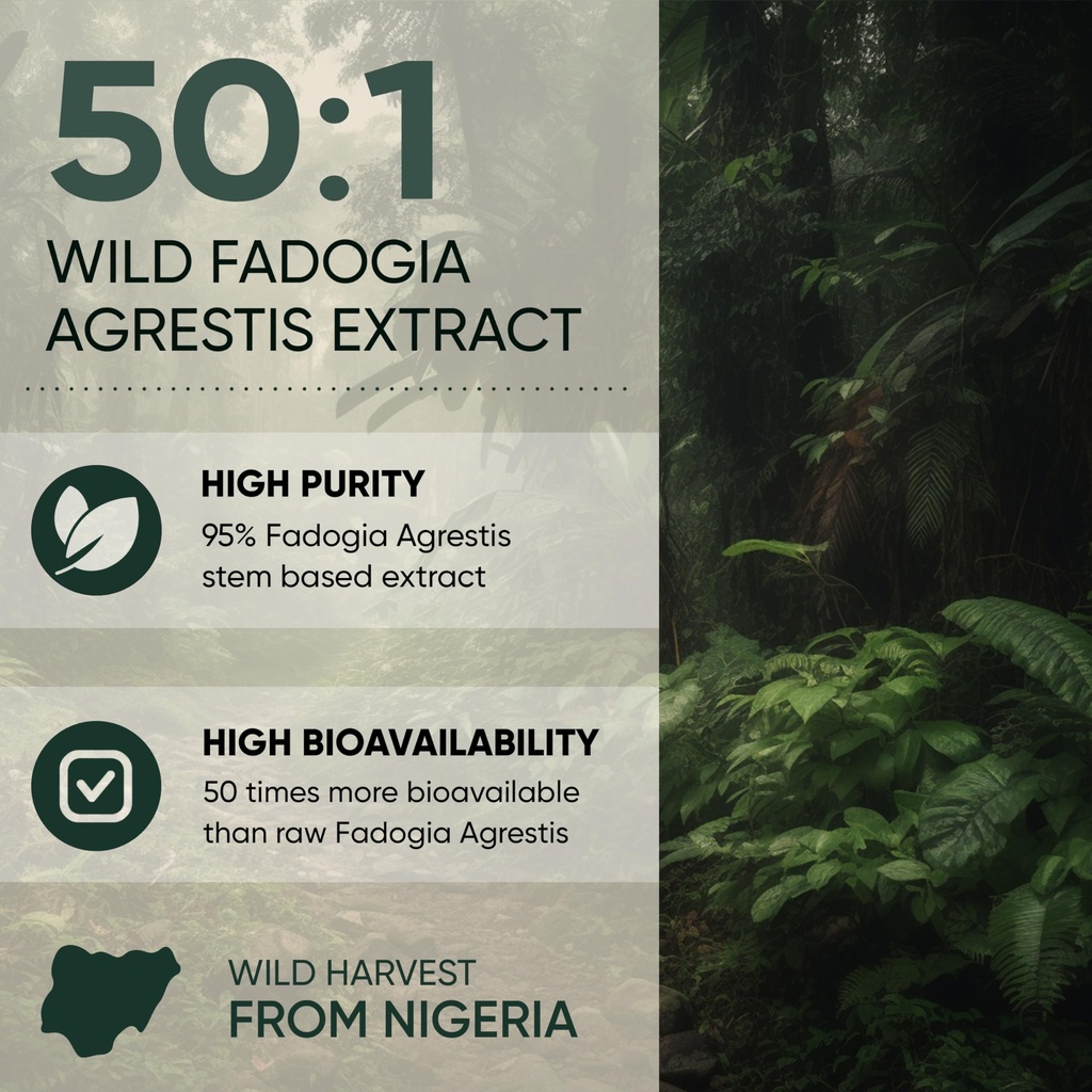 jungle-powders-fadogia-agrestis-extract--4.jpg