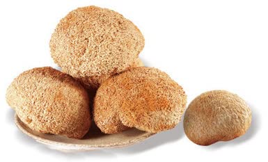 plant-gift-100-pure-hericium-erinaceus-p-6.jpg