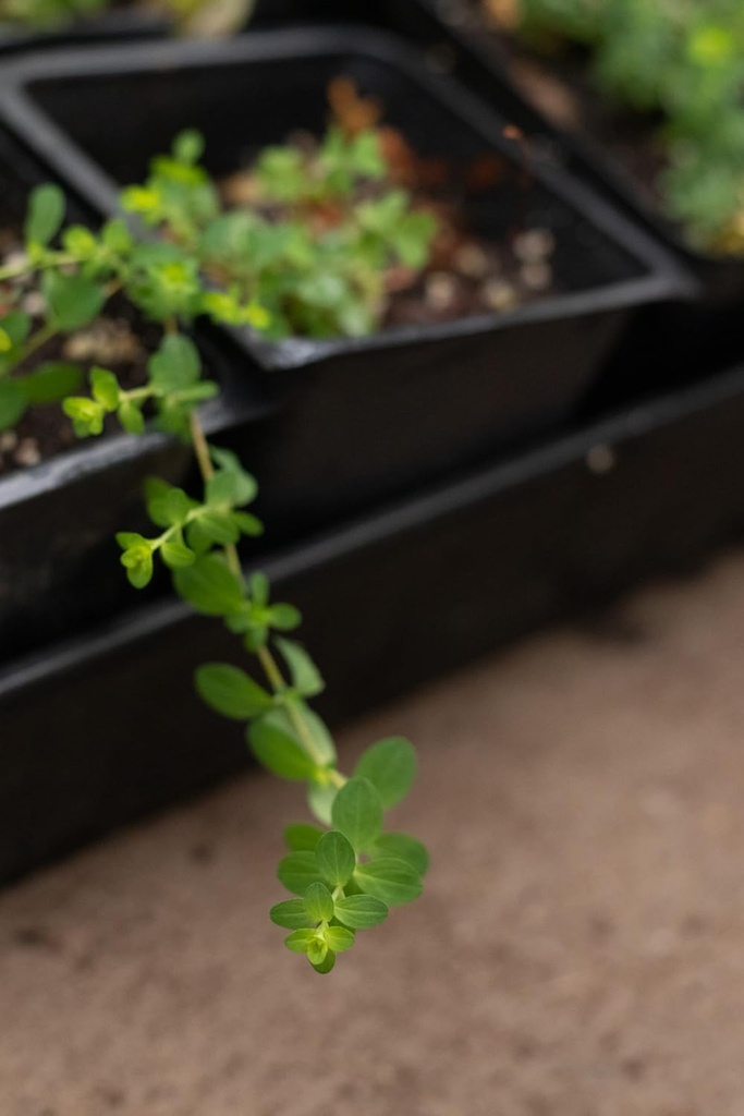 organic-saint-johns-wort-plant-hypericum-4.jpg