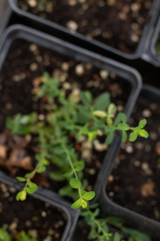 organic-saint-johns-wort-plant-hypericum-5.jpg