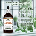 chinese-goldthread-coptis-chinensis-dry--6.jpg