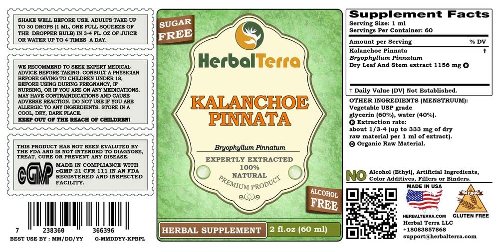 herbal-terra-llc-kalanchoe-pinnata-bryop-2.jpg