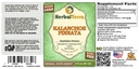 herbal-terra-llc-kalanchoe-pinnata-bryop-2.jpg