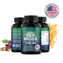 organic-sea-moss-complex-with-bladderwra-2.jpg