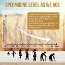 spermidine-supplements-13mg-1300mg-wheat-4.jpg