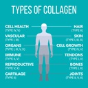 naturesplus-collagen-peptides-chocolate--4.jpg