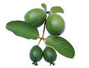 guava-leaf-extract-natural-guava-leaf-su-4.jpg
