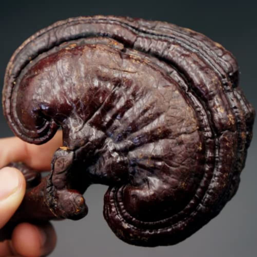 purple-ganoderma-lucidum-muzhi-immortal--2.jpg