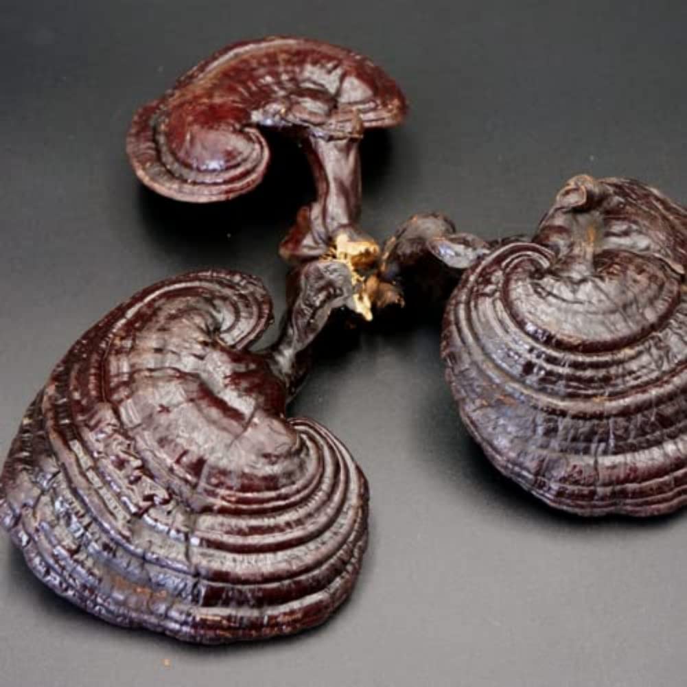 purple-ganoderma-lucidum-muzhi-immortal--3.jpg