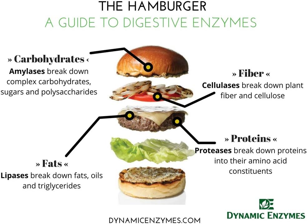 gluten-digestive-enzyme---digestive-supp-4.jpg