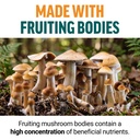 force-factor-modern-mushrooms-gummies-fr-5.jpg