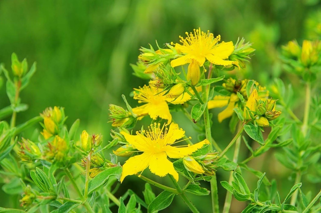 health-embassy-st-johns-wort-herb-tea-hy-5.jpg