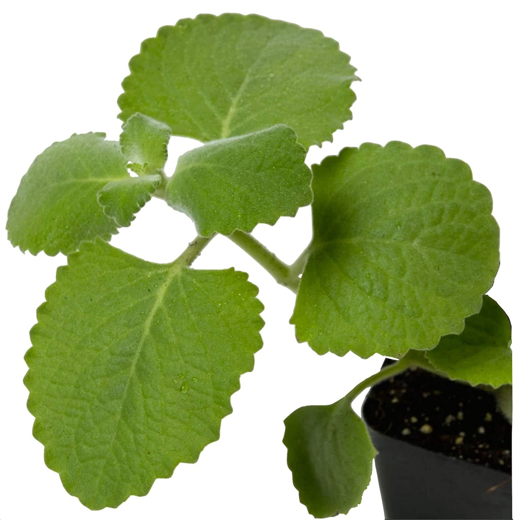 2-cuban-oregano-2.jpg