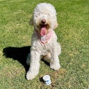 petpost-tear-stain-remover-wipes-for-dog-5.jpg