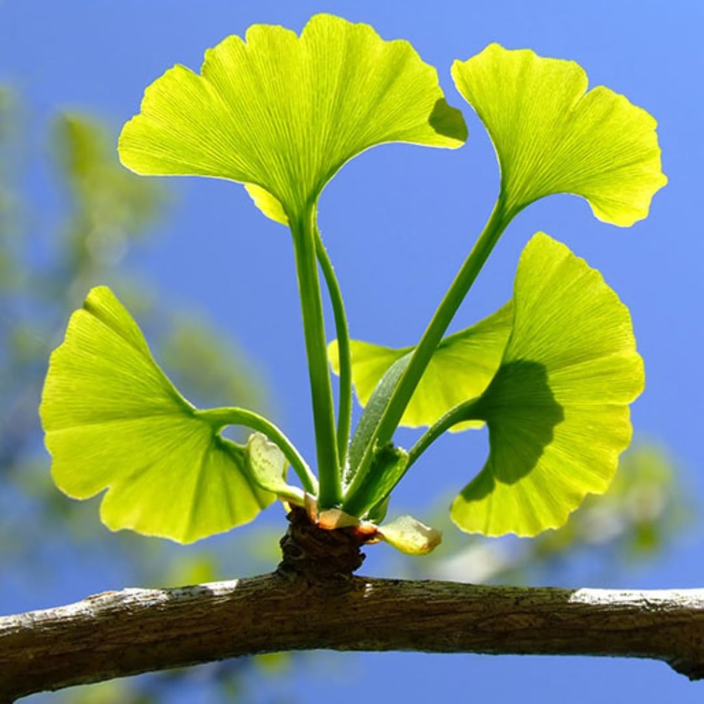 herb-to-body-ginkgo-leaf-powder-4oz-wild-61q9QlGn4hL.jpg