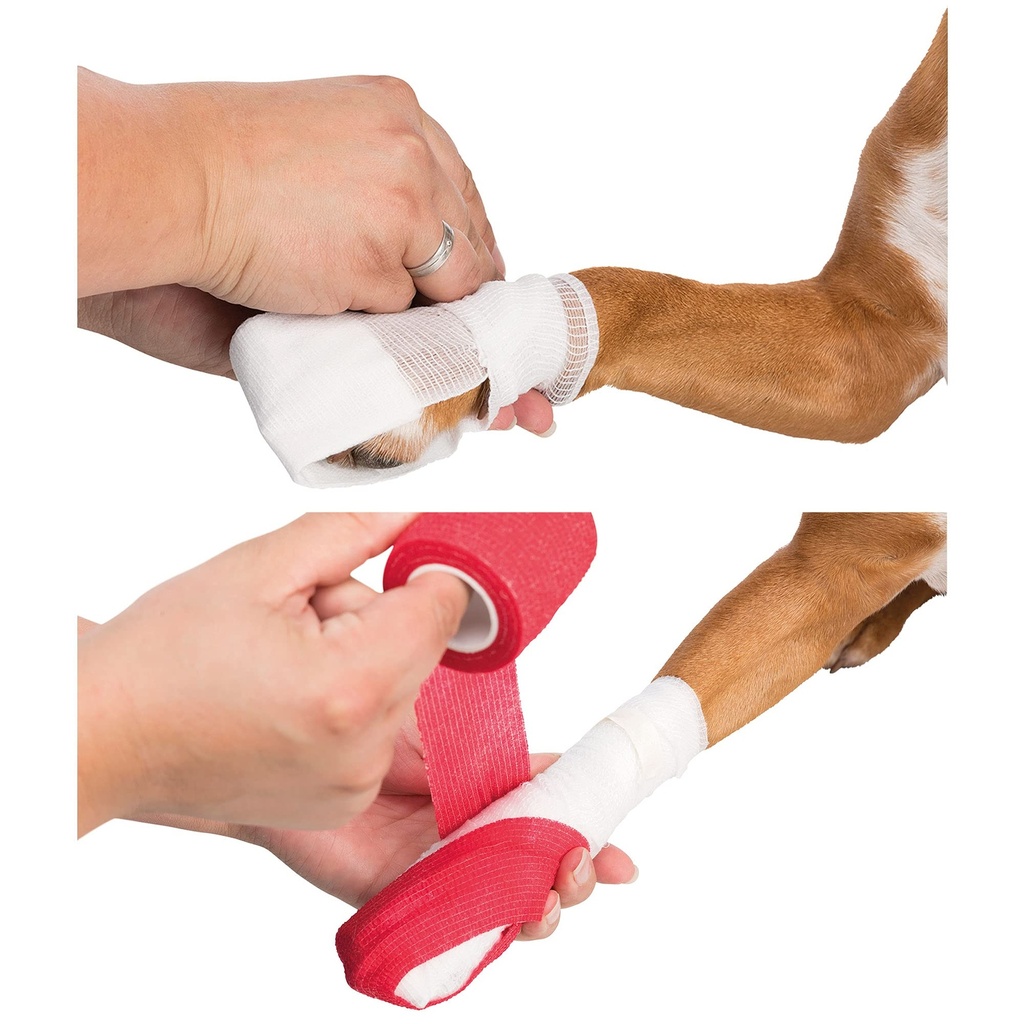 scot-petshop-first-aid-kit-for-dogs-and--716mwN6NwsL.jpg